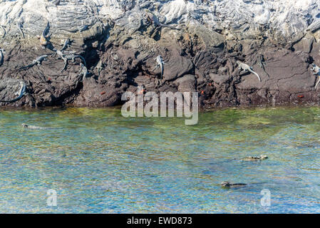 Meerechsen auf Felsen und Baden auf Fernandina Insel der Galapagos Inseln Stockfoto