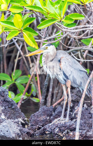 Vertikale Ansicht von einem Great Blue Heron auf Isabela Insel auf den Galapagos Inseln in Ecuador Stockfoto