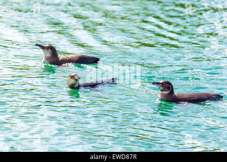 Drei Galapagos Pinguine schwimmen im Wasser in der Nähe von Insel Isabela auf den Galapagos Inseln in Ecuador Stockfoto