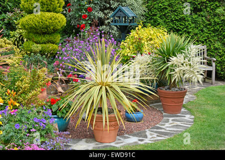 Zurück Garten Design gemischte Pflanzen für Farbeffekt & Topfe Pflanzen für flexible abwechslungsreiche Arrangements mit Nadelbaumhecke Hintergrund Sommer Essex England Großbritannien Stockfoto