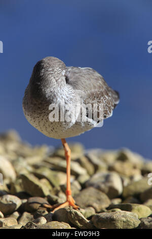 Gemeinsamen Rotschenkel (Tringa Totanus), ein Schlafplatz Vogel steht auf einem Bein, Slimbridge Wetland Centre, Gloucestershire, England, UK. Stockfoto