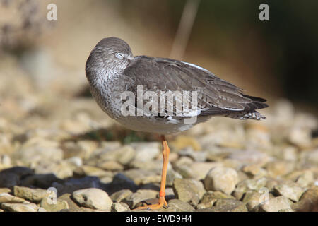 Gemeinsamen Rotschenkel (Tringa Totanus), ein Schlafplatz Vogel steht auf einem Bein, Slimbridge Wetland Centre, Gloucestershire, England, UK. Stockfoto