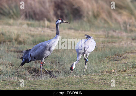 Ein paar Kraniche (Grus Grus) an Slimbridge WWT Reserve, Gloucestershire, England, UK. Stockfoto