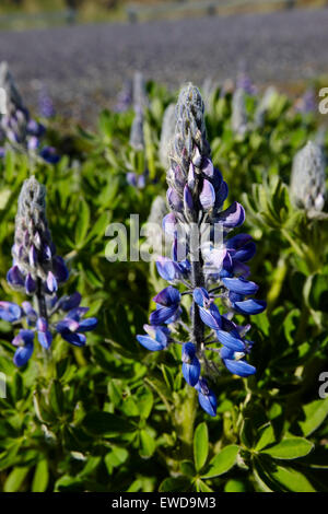 Nootka Lupinen in Island ursprünglich wild wachsende gepflanzt, um Bodenerosion zu verhindern, dass sie im gesamten Süden der verbreitet haben die ist Stockfoto