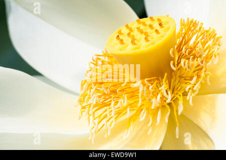 Eine riesige weiße Lotusblüte, Nelumbo Nucifera. Aufgenommen am 9. Juni 2015 Stockfoto