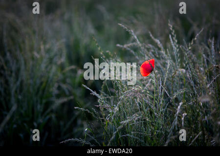 Misk Hills, Hucknall, Nottinghamshire, UK. 23. Juni 2015. UK-Wetter: Sonnig Ausklang des Tages, Mohn unter langen Rasen Hintergrundbeleuchtung durch die untergehende Sonne. Bildnachweis: IFIMAGE/Alamy Live-Nachrichten Stockfoto