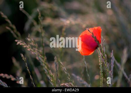 Misk Hills, Hucknall, Nottinghamshire, UK. 23. Juni 2015. UK-Wetter: Sonnig Ausklang des Tages, Mohn unter langen Rasen Hintergrundbeleuchtung durch die untergehende Sonne. Bildnachweis: IFIMAGE/Alamy Live-Nachrichten Stockfoto