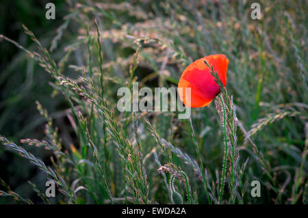 Misk Hills, Hucknall, Nottinghamshire, UK. 23. Juni 2015. UK-Wetter: Sonnig Ausklang des Tages, Mohn unter langen Rasen Hintergrundbeleuchtung durch die untergehende Sonne. Bildnachweis: IFIMAGE/Alamy Live-Nachrichten Stockfoto