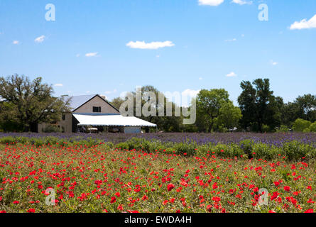 Mohn und Lavendel Felder, Stonewall, TX Stockfoto