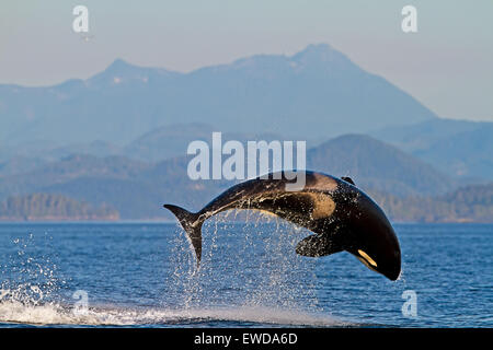 Transient Schwertwale (Orca, Orcinus Orca, T30 & T137) nach der Tötung ein Seelöwe von Malcolm Insel in der Nähe von Donegal Head, Brit Stockfoto