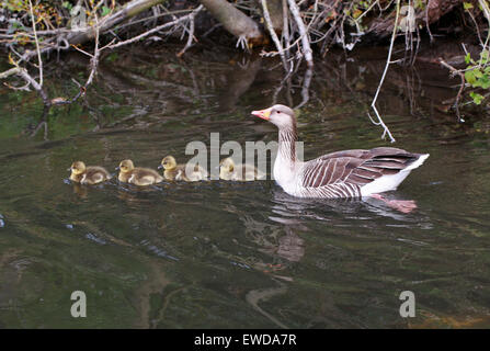 Familie von wilden Graugänsen, Anser Anser, Anatidae. Schwimmen an einem Fluss mit vier Gänsel. Stockfoto