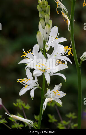 Weiße Blumen St Bernard Lilie, Anthericum Liliago var. große Stockfoto