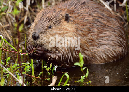 Eine Nahaufnahme Bild des wilden Biber "Castor Canadenis', ernähren sich von einem jungen Bäumchen Stockfoto