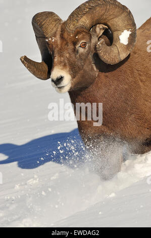 Ein vertikales Bild ein rocky Mountain Bighorn RAM liefen einen schneebedeckten Hang Stockfoto