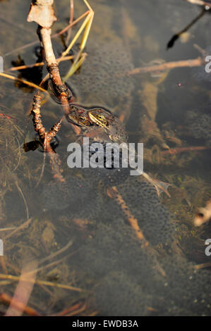 Ein vertikales Bild von zwei wild Wood Frösche Lithobates Sylvaticus, laichen Stockfoto