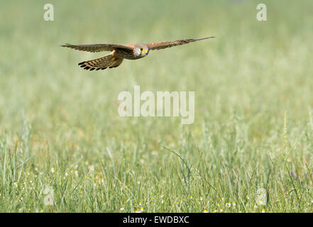 Turmfalke gleiten über ein Feld Stockfoto