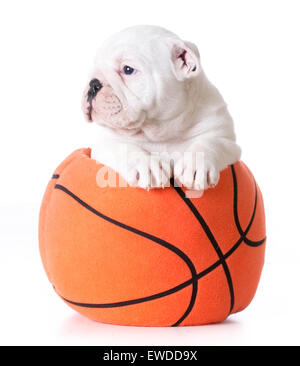 Sport Hund - Bulldogge Welpen innerhalb eines ausgestopften Basketball - 7 Wochen alt Stockfoto