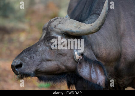 Afrikanischer Büffel (Syncerus Caffer) Stockfoto