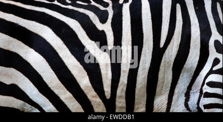 Ebenen Zebra (Equua Quagga Burchelli) Streifenmuster Stockfoto