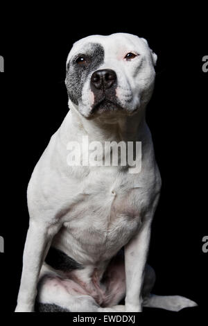 Dramatische Studioportrait sitzen weiße Erwachsenen Pitbull Hund auf schwarzem Hintergrund mit direkter Augenkontakt Stockfoto