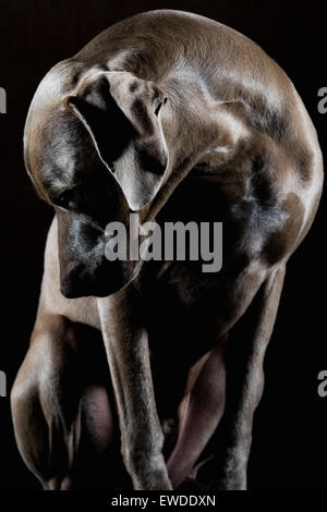 Dramatische Studioportrait eines Erwachsenen Weimaraner Hund sitzen auf künstlerische Weise erschossen vor einem schwarzen Hintergrund. Stockfoto