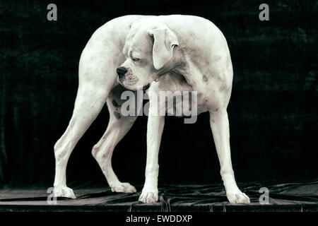 Porträt von Erwachsenen weißen Boxer Hund stehend statuarischen gewissermaßen hinter sich im Rückblick Stockfoto