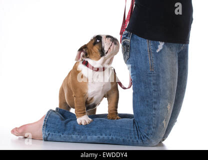 Frauenbeine mit Welpen zu ihren Füßen - bulldog Stockfoto