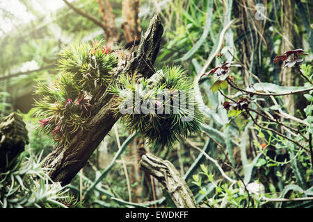 Tropischer Vegetation im Dschungel. Natürlichen Thema. Stockfoto