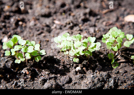 Young Rocket Pflanzen gepflanzt im Garten - UK Stockfoto
