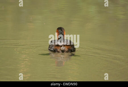 Wenig Grebe schwimmen Stockfoto