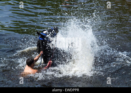 Pferde werden gewaschen / im Fluss Eden in Appleby Appleby Horse Fair 2015 geritten. Stockfoto