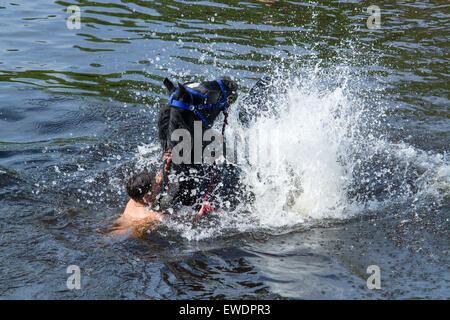 Pferde werden gewaschen / im Fluss Eden in Appleby Appleby Horse Fair 2015 geritten. Stockfoto