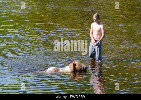 Pferde werden gewaschen / im Fluss Eden in Appleby Appleby Horse Fair 2015 geritten. Stockfoto