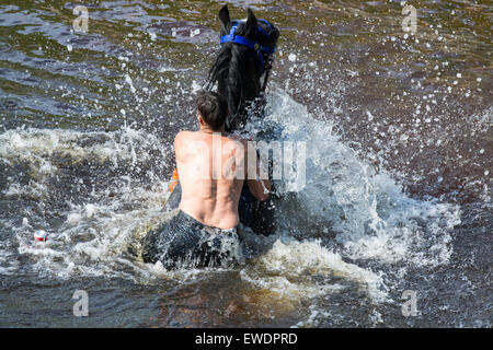 Pferde werden gewaschen / im Fluss Eden in Appleby Appleby Horse Fair 2015 geritten. Stockfoto