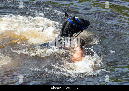 Pferde werden gewaschen / im Fluss Eden in Appleby Appleby Horse Fair 2015 geritten. Stockfoto