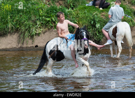 Pferde werden gewaschen / im Fluss Eden in Appleby Appleby Horse Fair 2015 geritten. Stockfoto