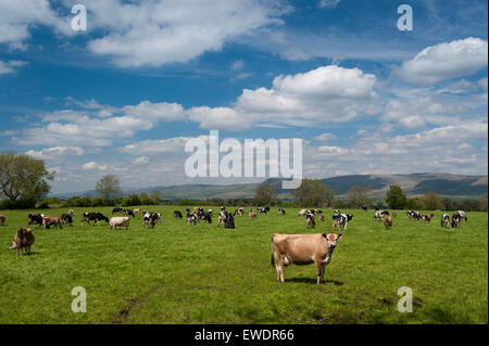 Weide voller eine Mischung von Milchvieh, Jersey und Holstein Rassen, Cumbria, UK. Stockfoto