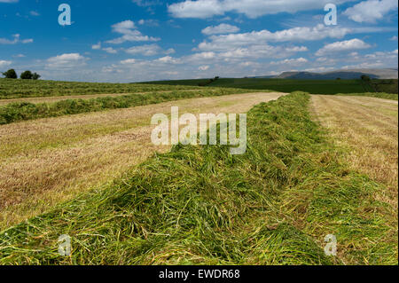 Grass Ley bereit für Silage in eine Wiese, Cumbria, UK Stockfoto