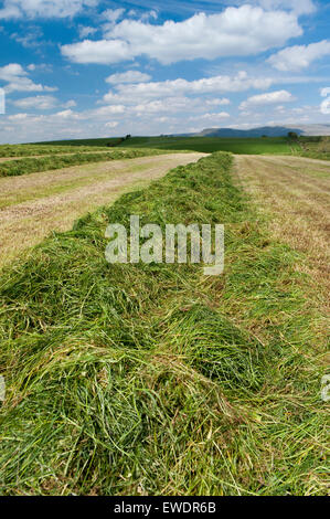 Grass Ley bereit für Silage in eine Wiese, Cumbria, UK Stockfoto