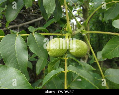 Grüne Walnüsse auf dem Baum Stockfoto