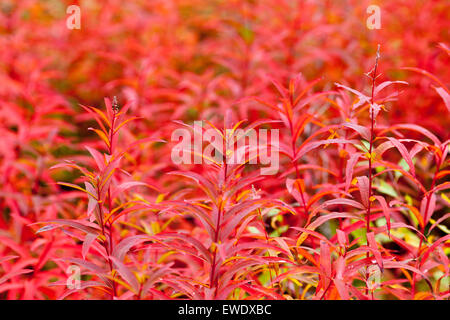 Ganz nah am Feuer-Weed, Chamerion Angustifolium im Herbst, fallen. Orange bis roten Farben. Stockfoto