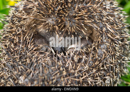 Europäische Igel Winterschlaf, überwintern überleben, Europäischer Igel Winterschlaf, Überwinterung, Erinaceus europaeus Stockfoto