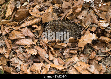 Europäische Igel Winterschlaf, überwintern überleben, Europäischer Igel Winterschlaf, Überwinterung, Erinaceus europaeus Stockfoto