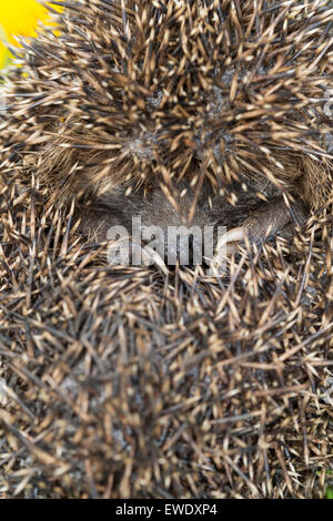 Europäische Igel Winterschlaf, überwintern überleben, Europäischer Igel Winterschlaf, Überwinterung, Erinaceus europaeus Stockfoto