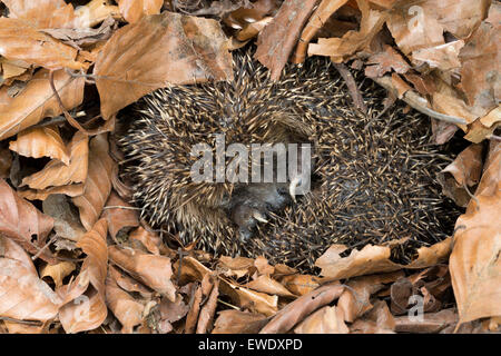 Europäische Igel Winterschlaf, überwintern überleben, Europäischer Igel Winterschlaf, Überwinterung, Erinaceus europaeus Stockfoto