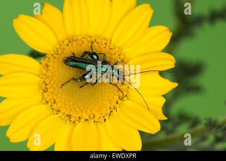 Falsches Öl Käfer, Käfer Pollen-Fütterung, Männlich, Grüner Scheinbockkäfer, Blaugrüner Schenkelkäfer, Männchen, Oedemera nobilis Stockfoto