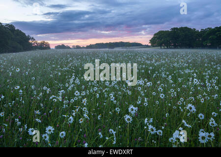 Eine Wiese von Wildblumen im Frühjahr. Stockfoto