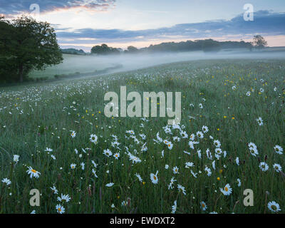 Eine Wiese von Wildblumen im Frühjahr Stockfoto
