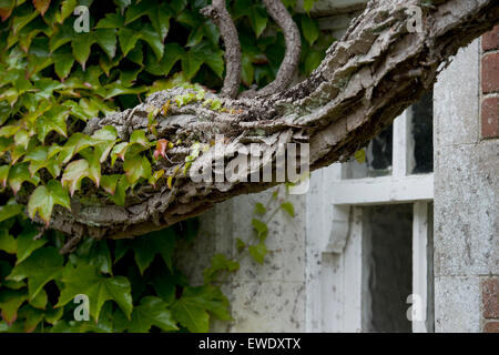 wildem Wein auf ein altes Haus Stockfoto