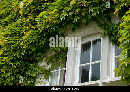 wildem Wein um ein altes Haus Fenster Stockfoto